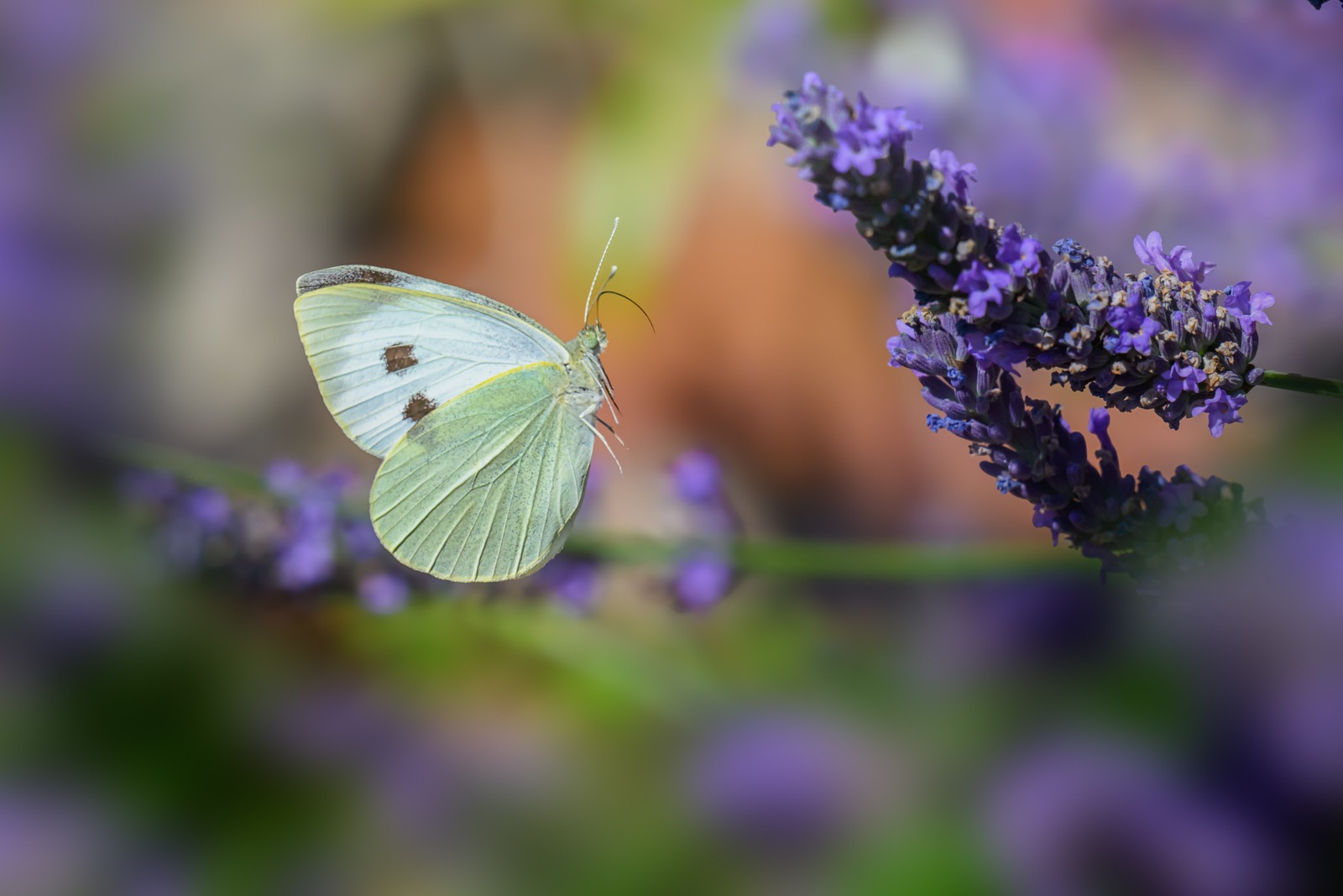 Large white butterfly by John Gardner Large white butterfly