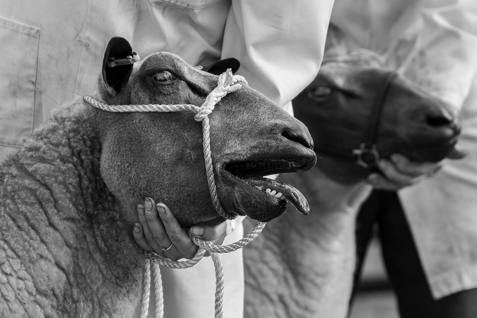 Sheep Fair by Sara Cremer Sheep Fair