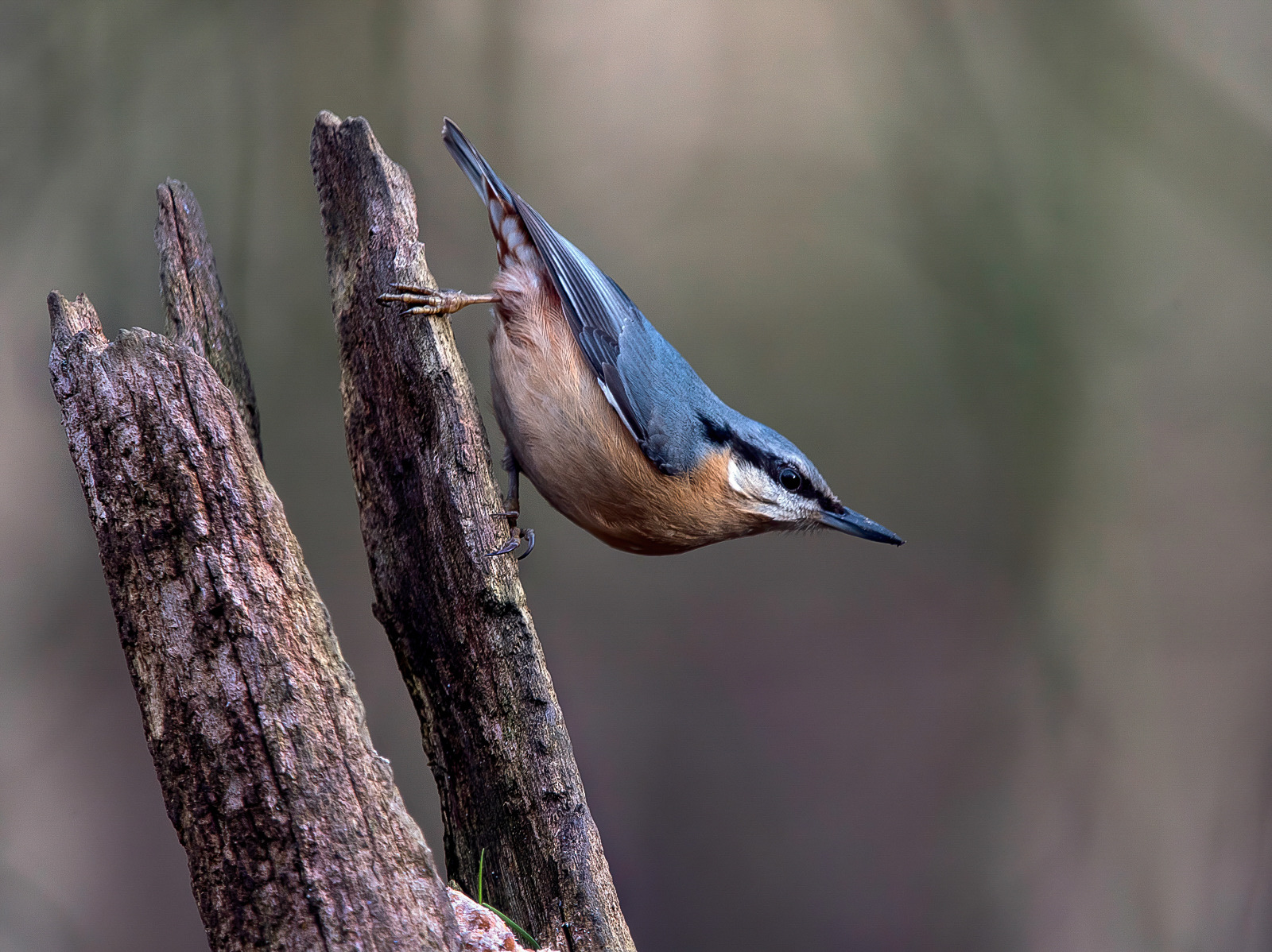 NUTHATCH