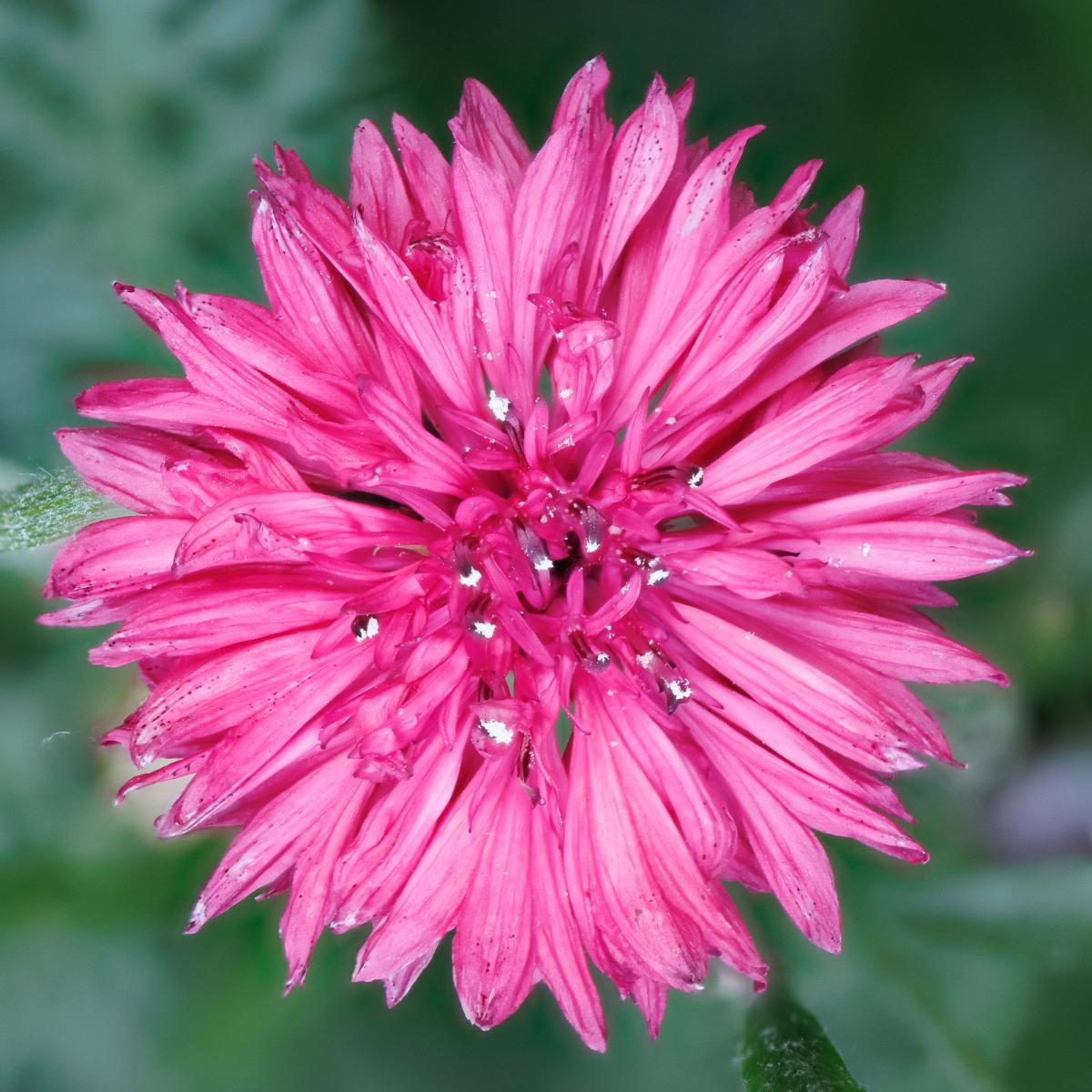 Red boy cornflower