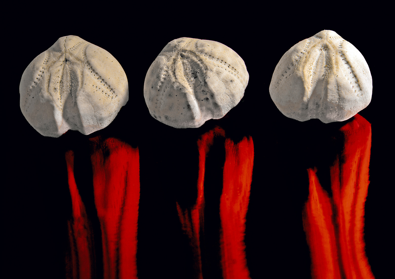 Urchin Flamenco by Derek Gardener Urchin Flamenco