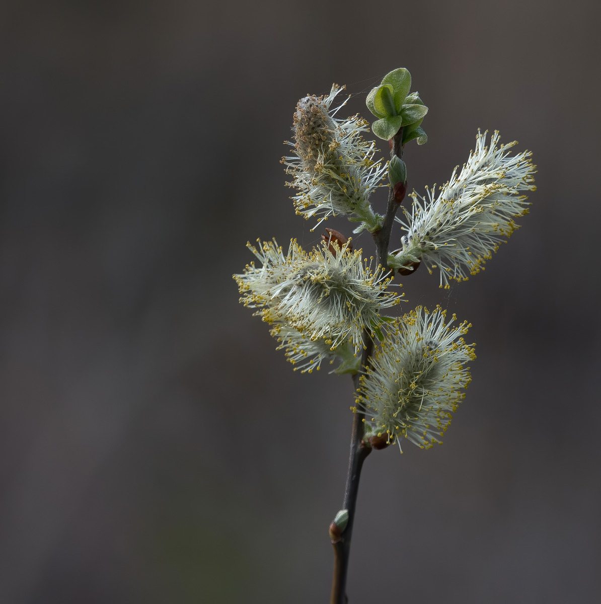 CATKIN