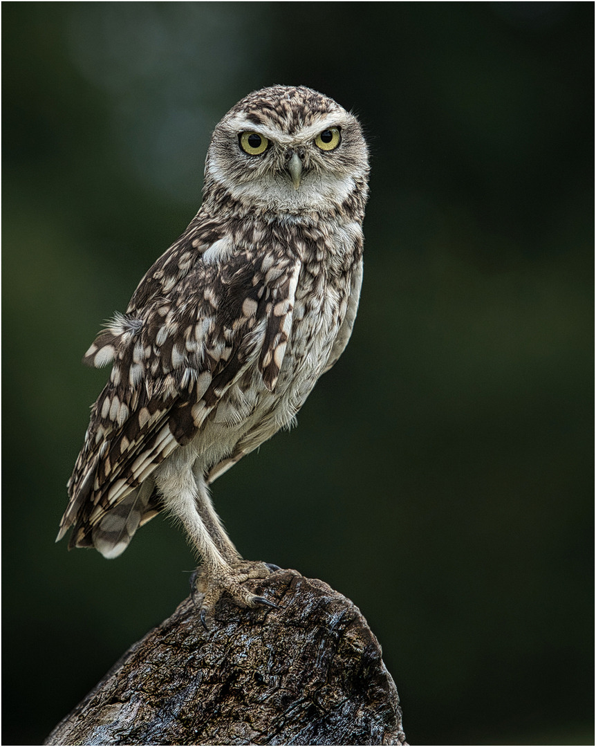 Little Owl by Peter Wells Little Owl