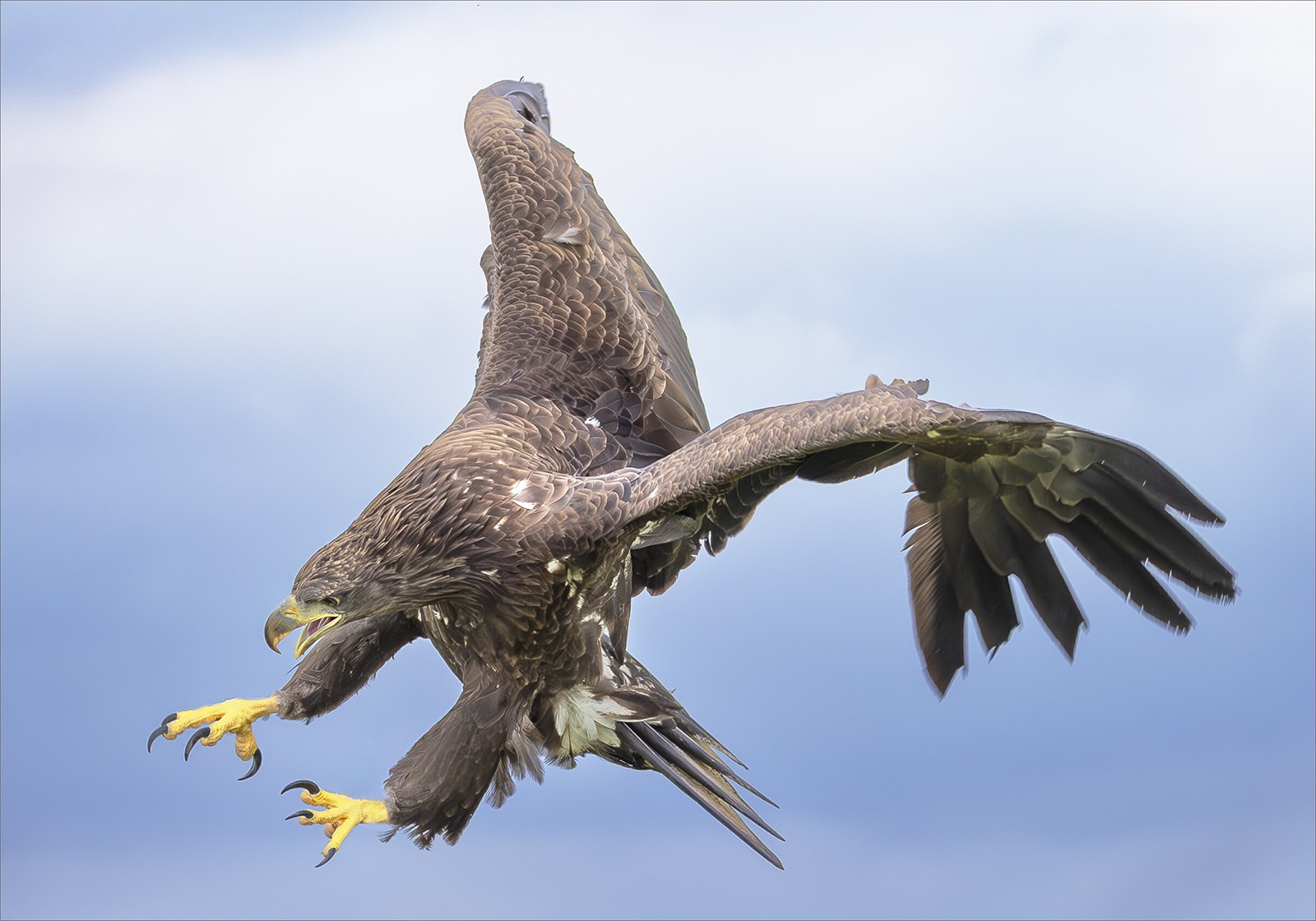 Sea Eagle