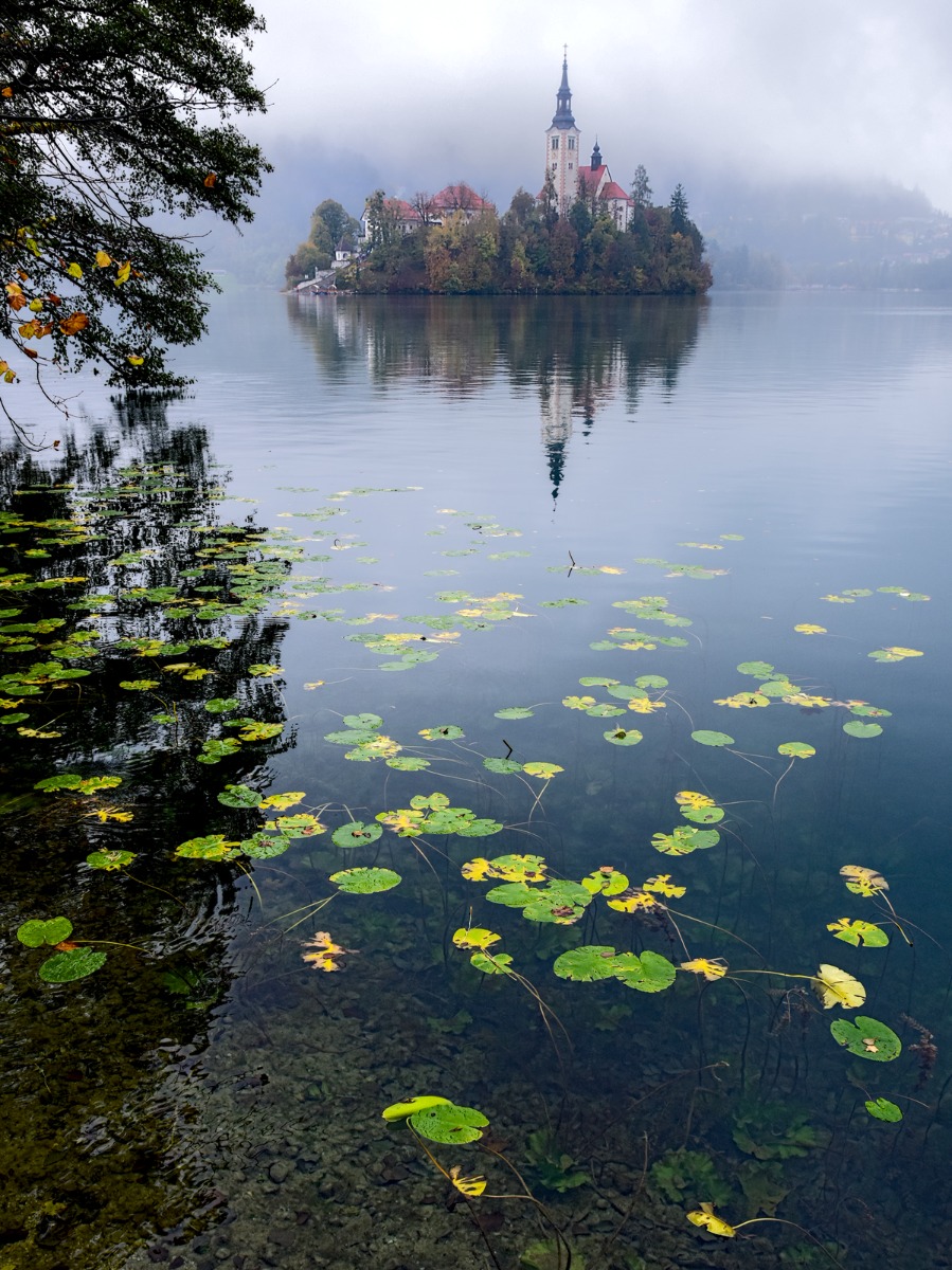 Lake Bled - Water Lilies by Brian Grange Lake Bled - Water Lilies