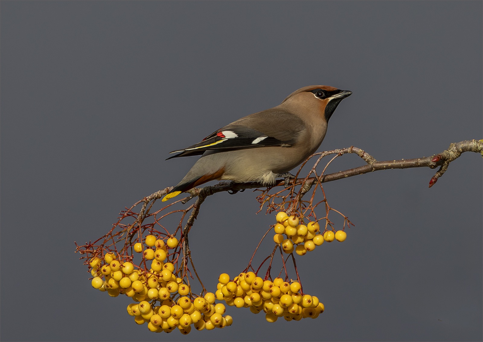 Waxwing