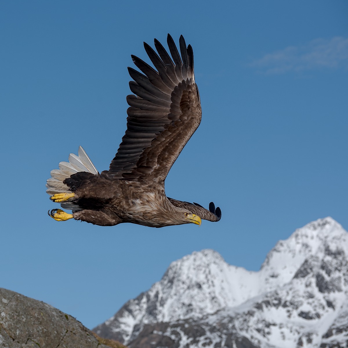 White Tailed Sea Eagle