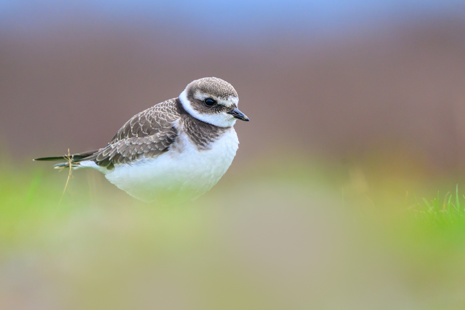 Juvenile ringed plover