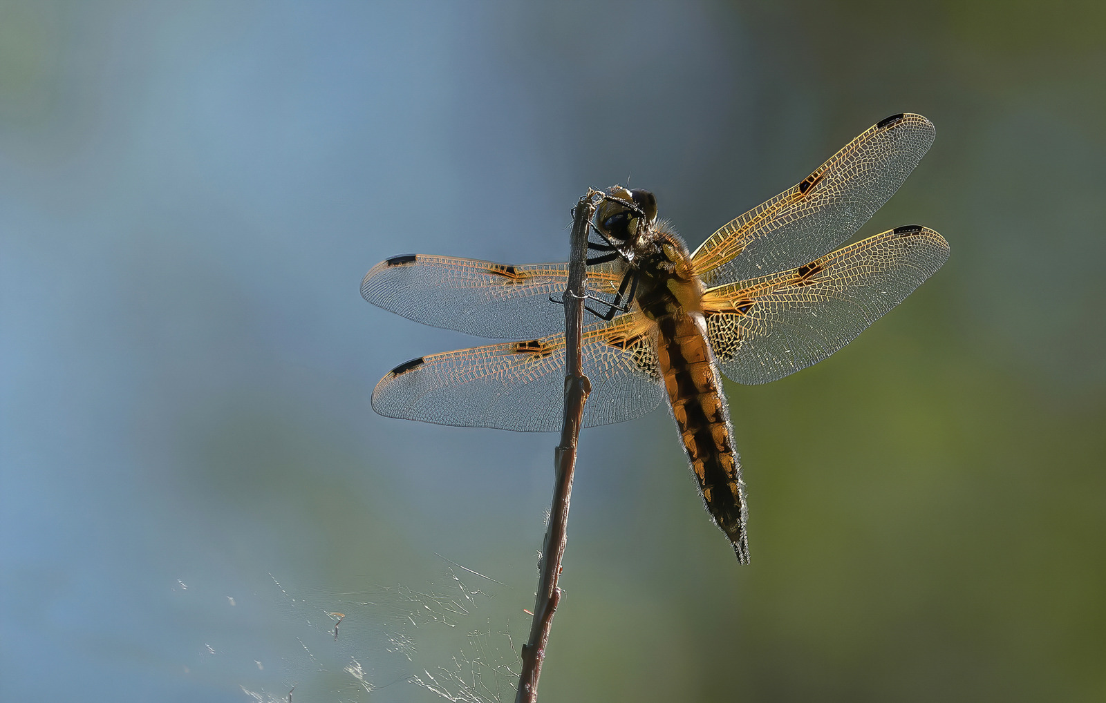FOUR SPOTTED CHASER