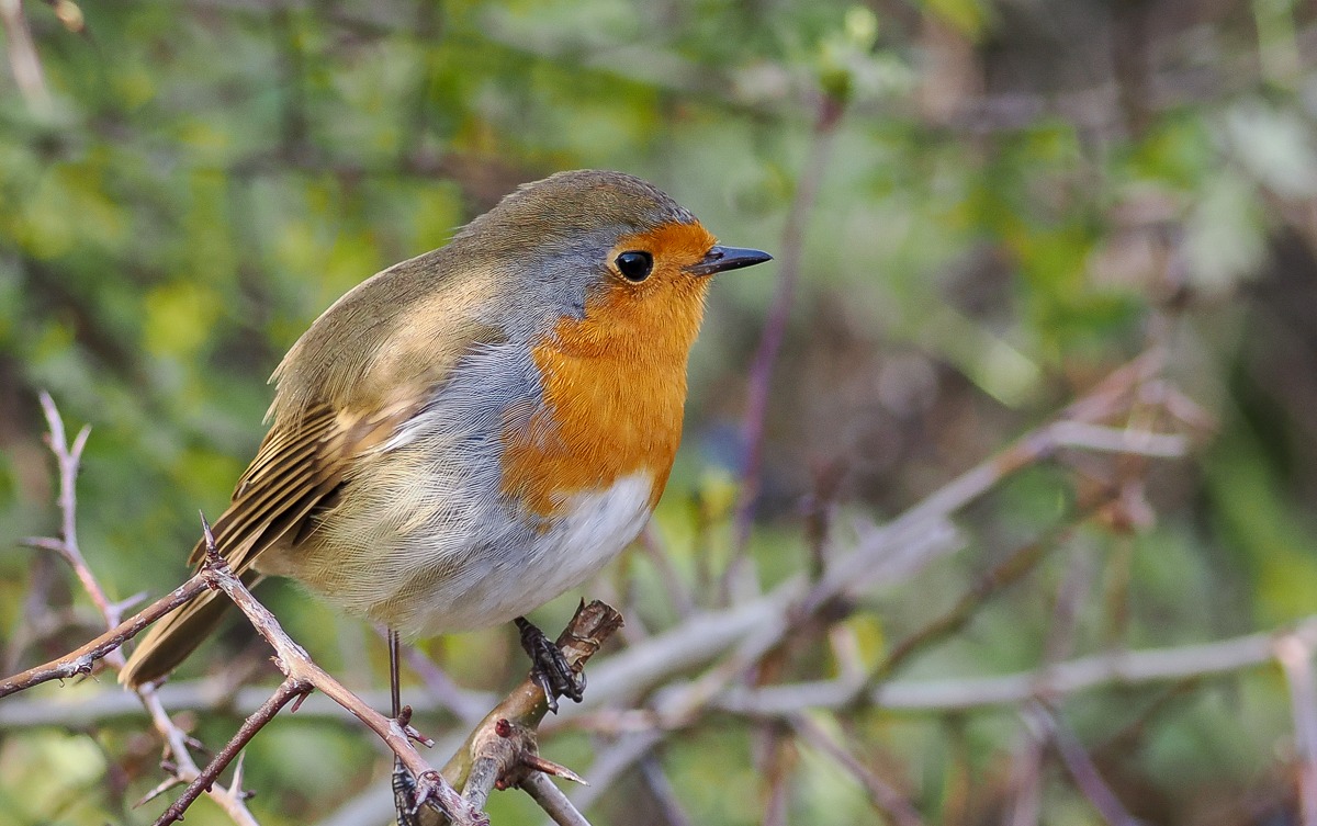 robin
