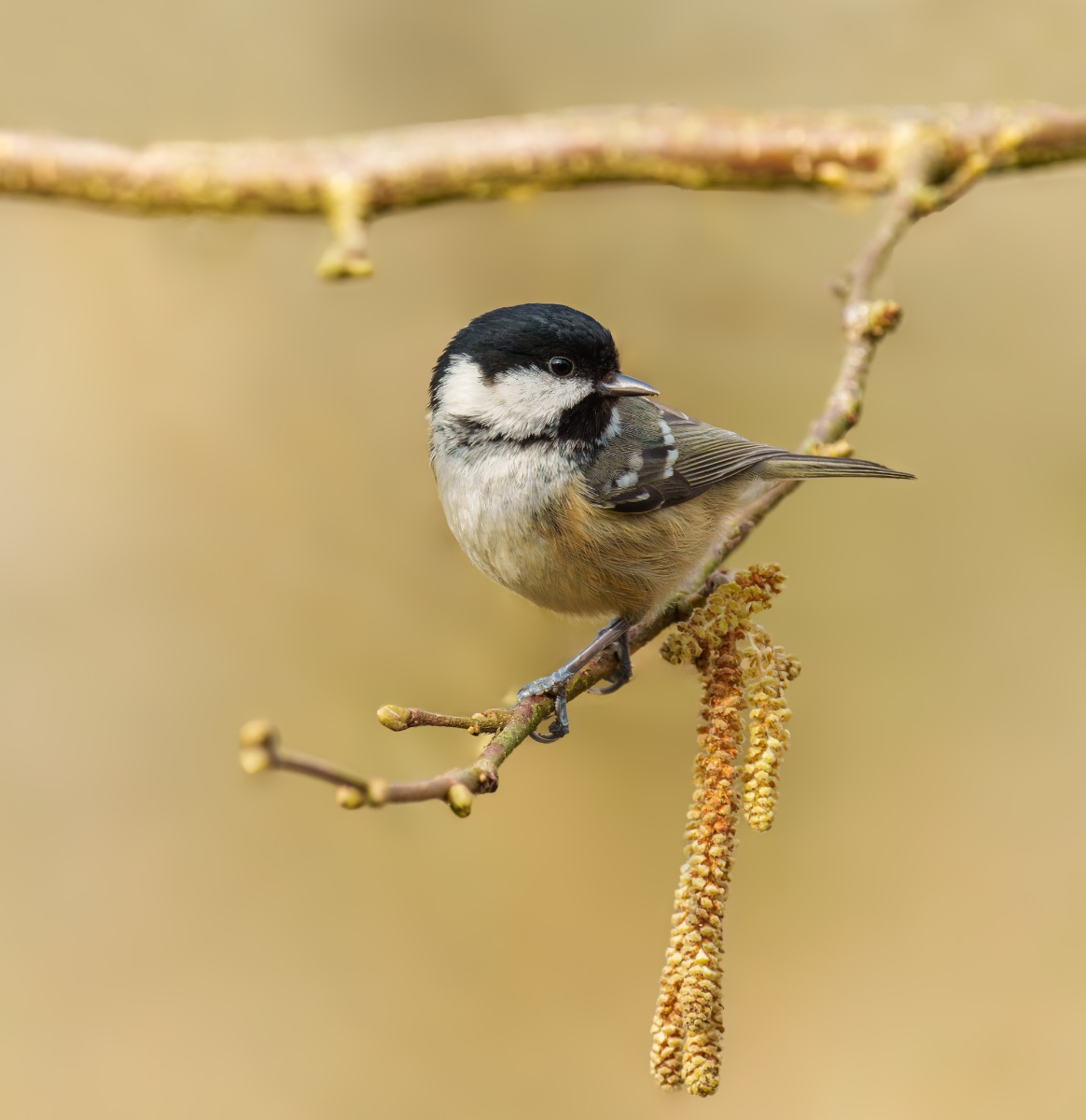Coal tit