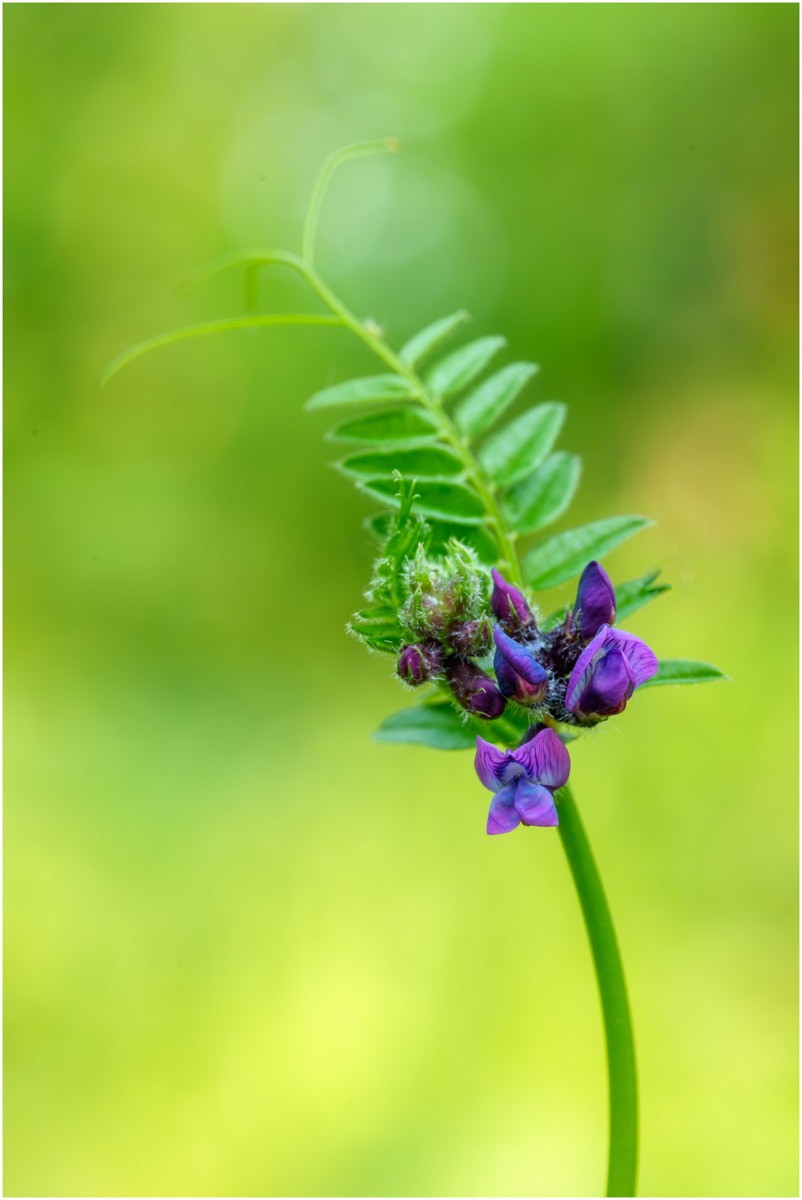Purple vetch