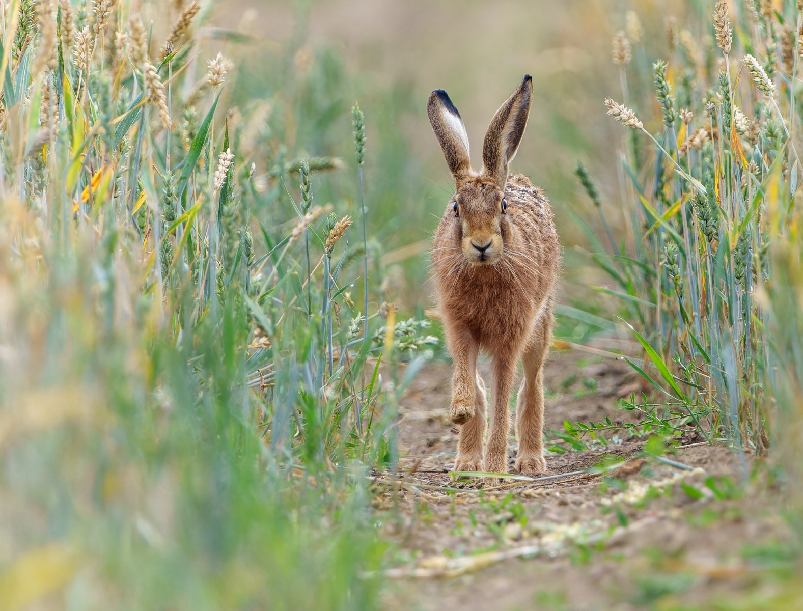 Travelling hare