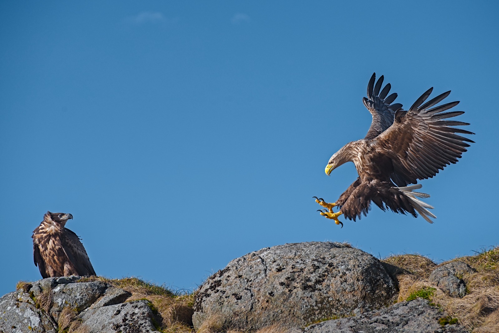 The Eagle Has Landed