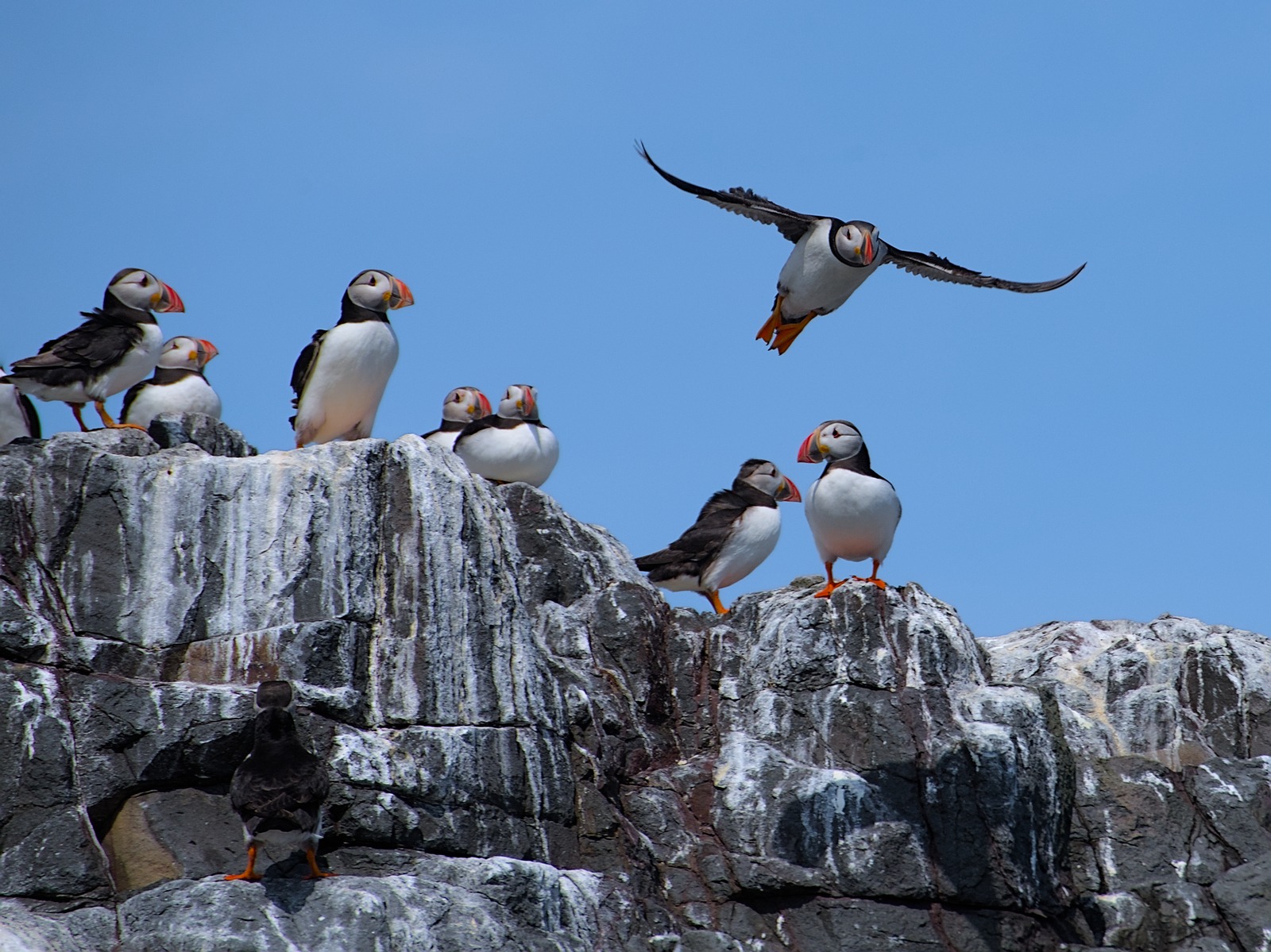 One Flew Over the Puffins Nest by Brian Grange One Flew Over the Puffins Nest