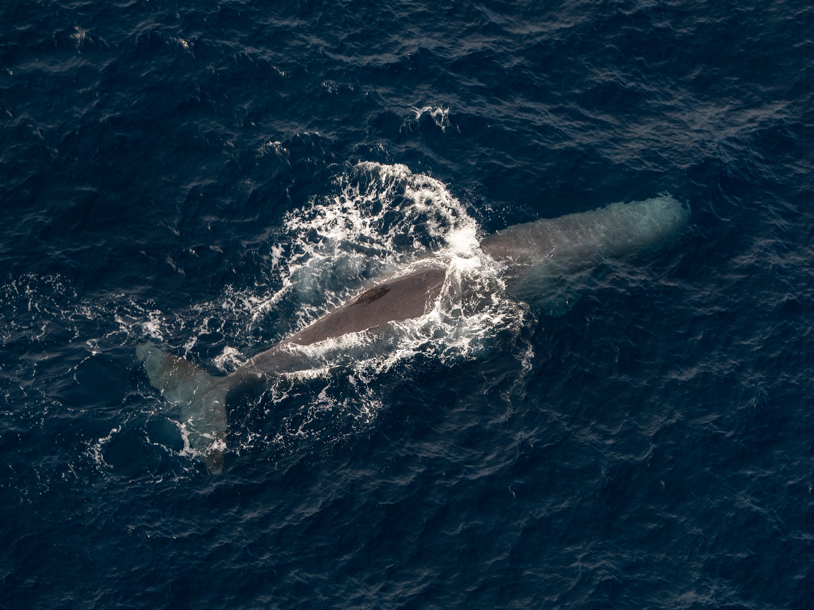 Sperm Whale