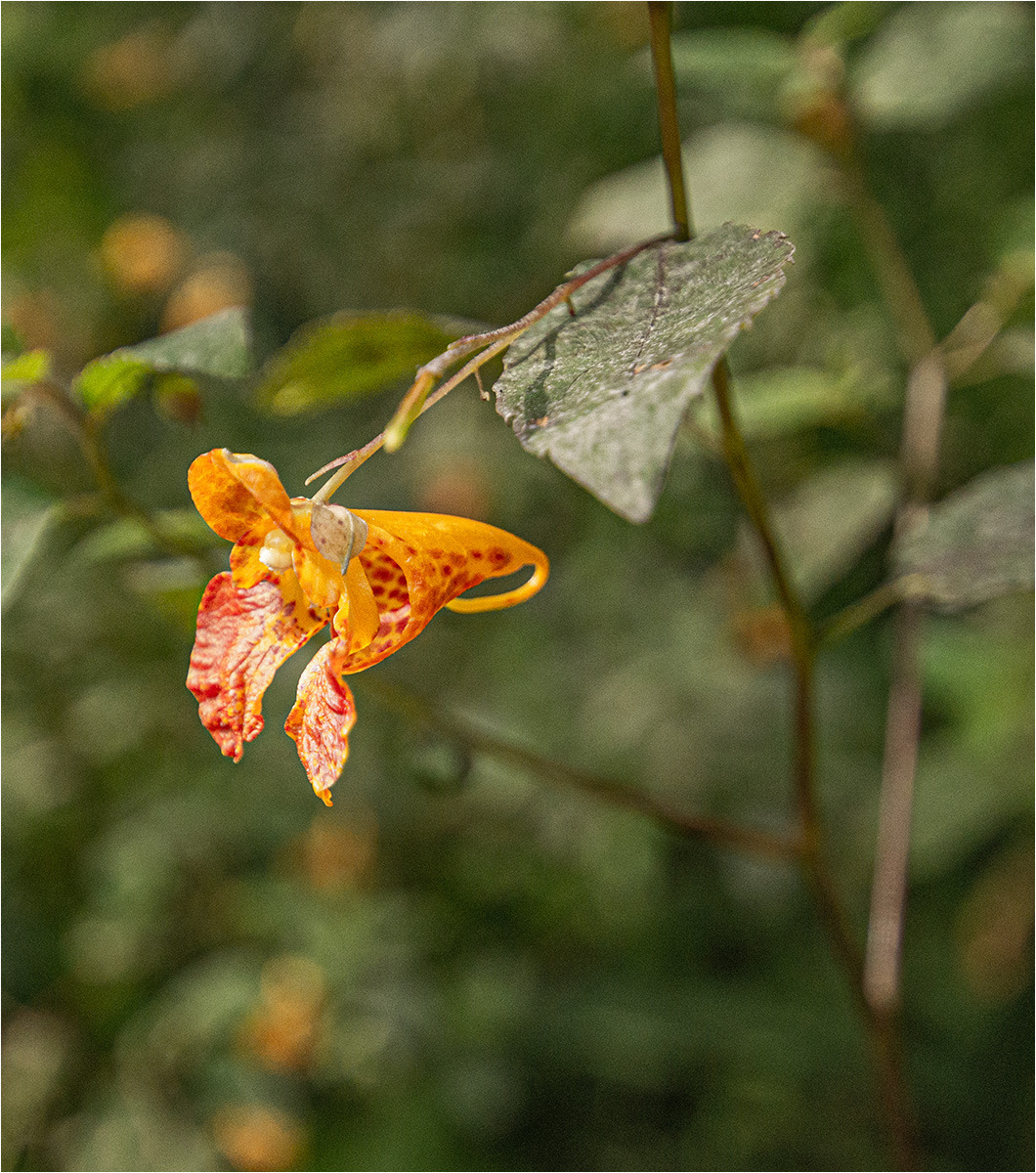 Spotted Jewelweed