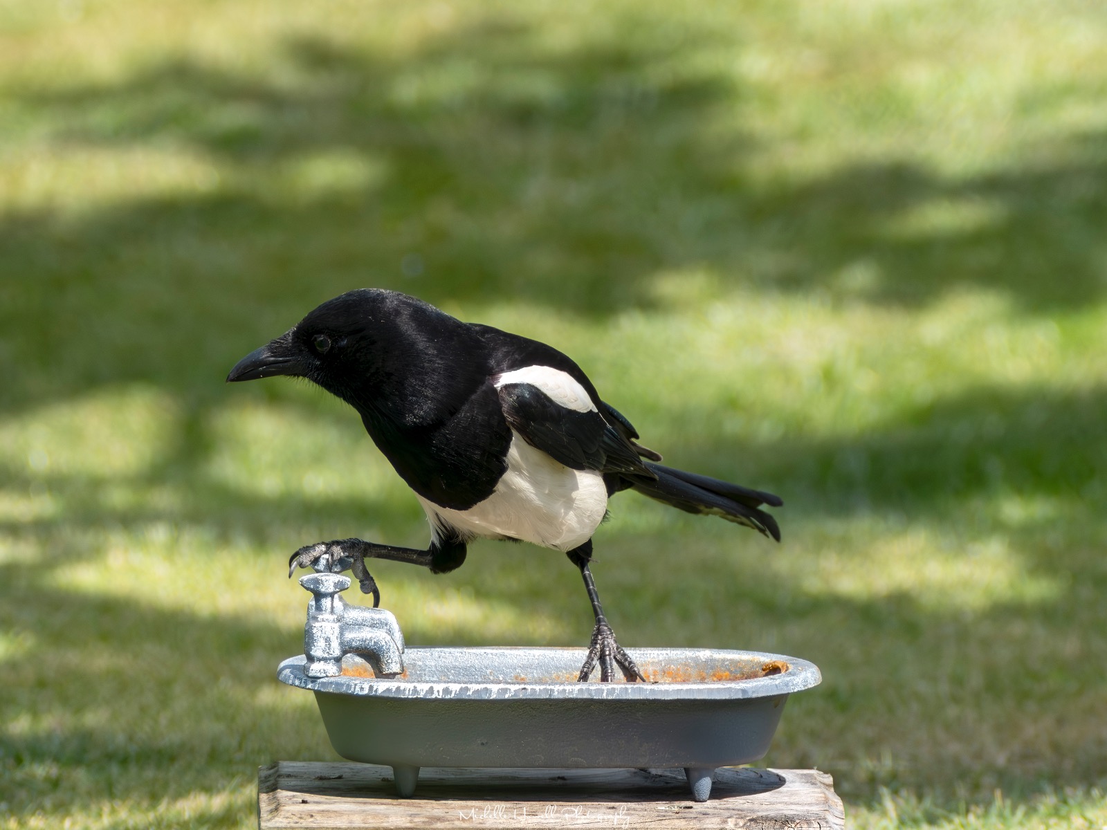 This must be the hot tap by Michelle Howell This must be the hot tap