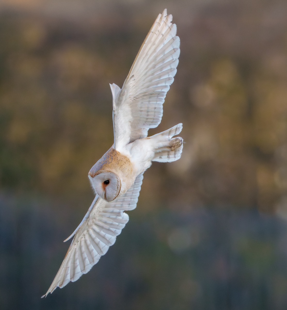 Barn Owl
