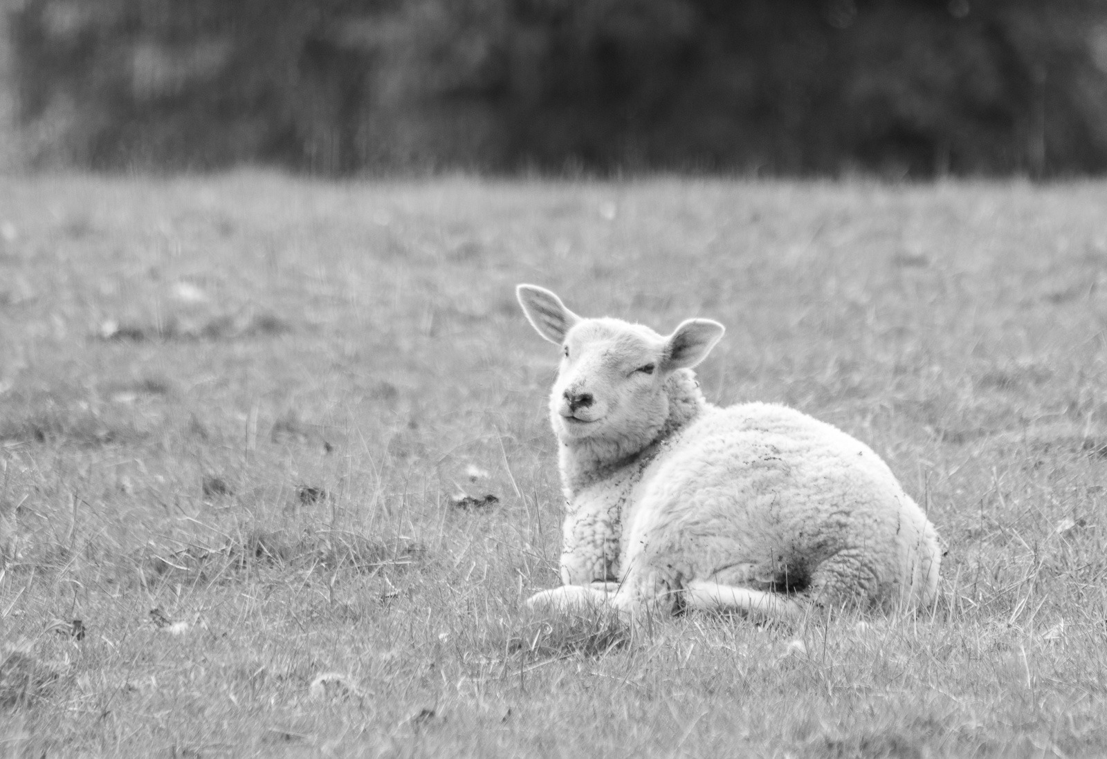 lambb&w by Helen Woodgate lambb&w