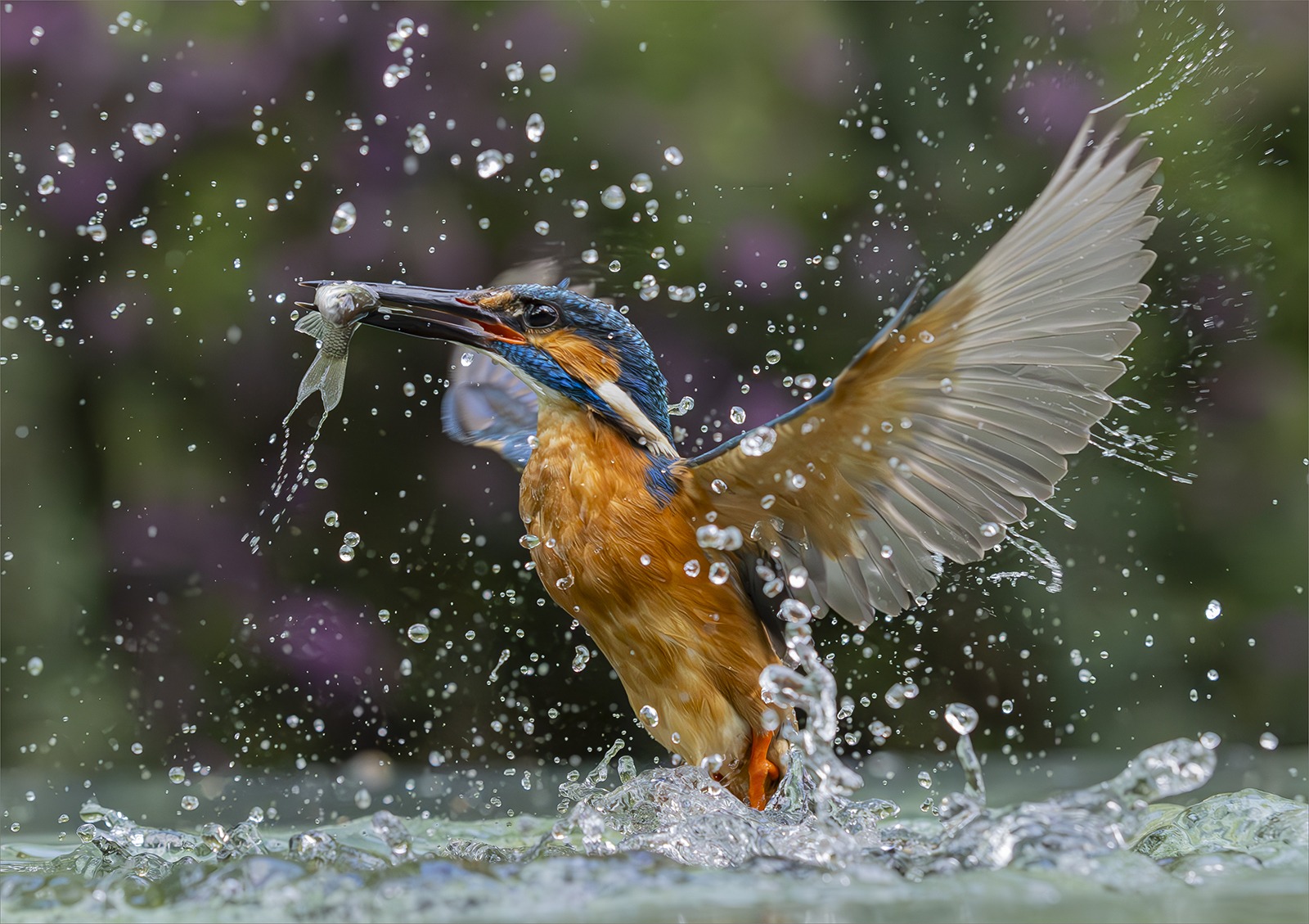 Kingfisher