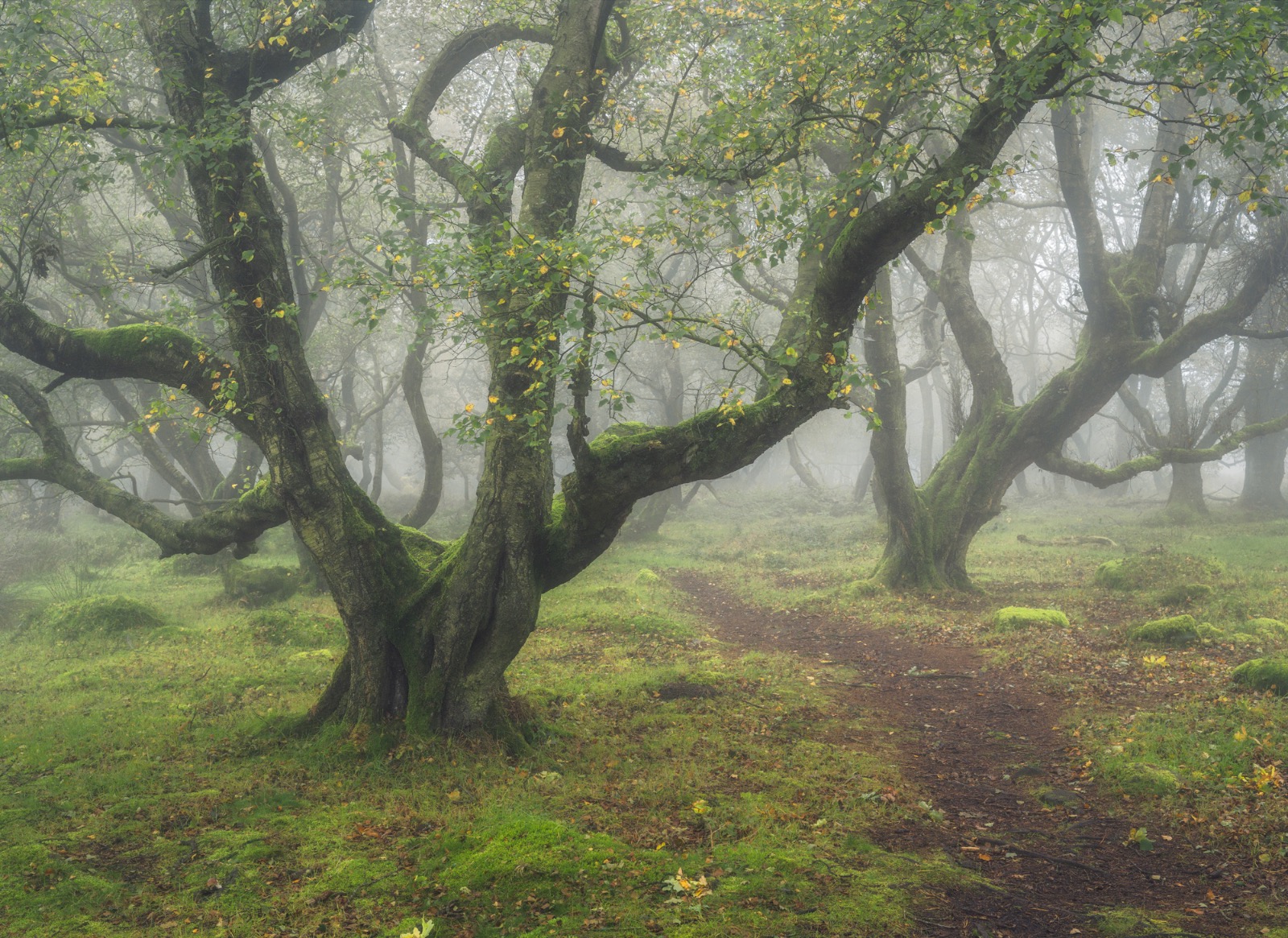 Twisted silver birch