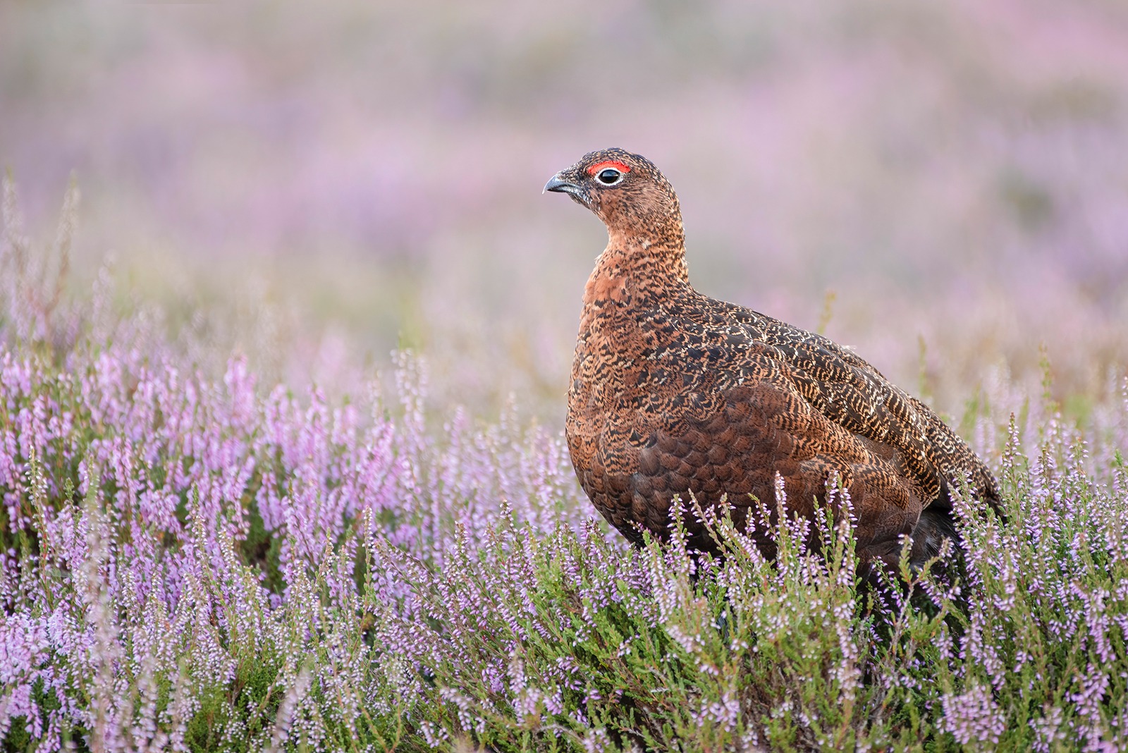 Red Grouse