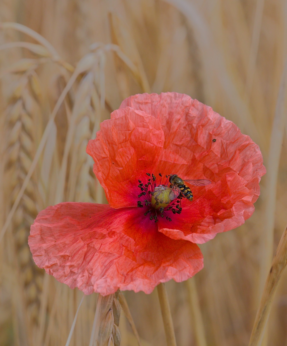 Common Poppy by Brian Grange Common Poppy