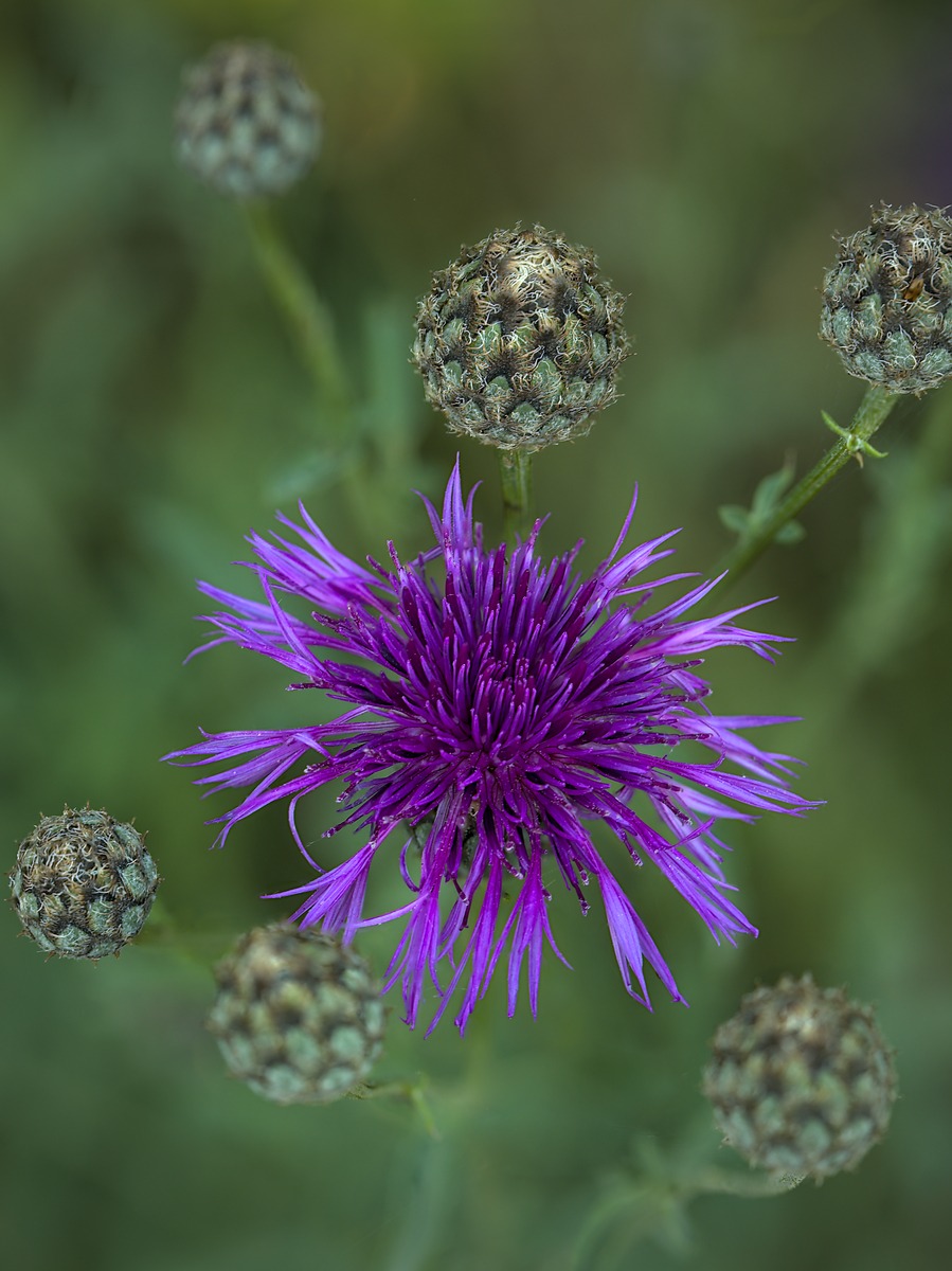 Greater Knapweed