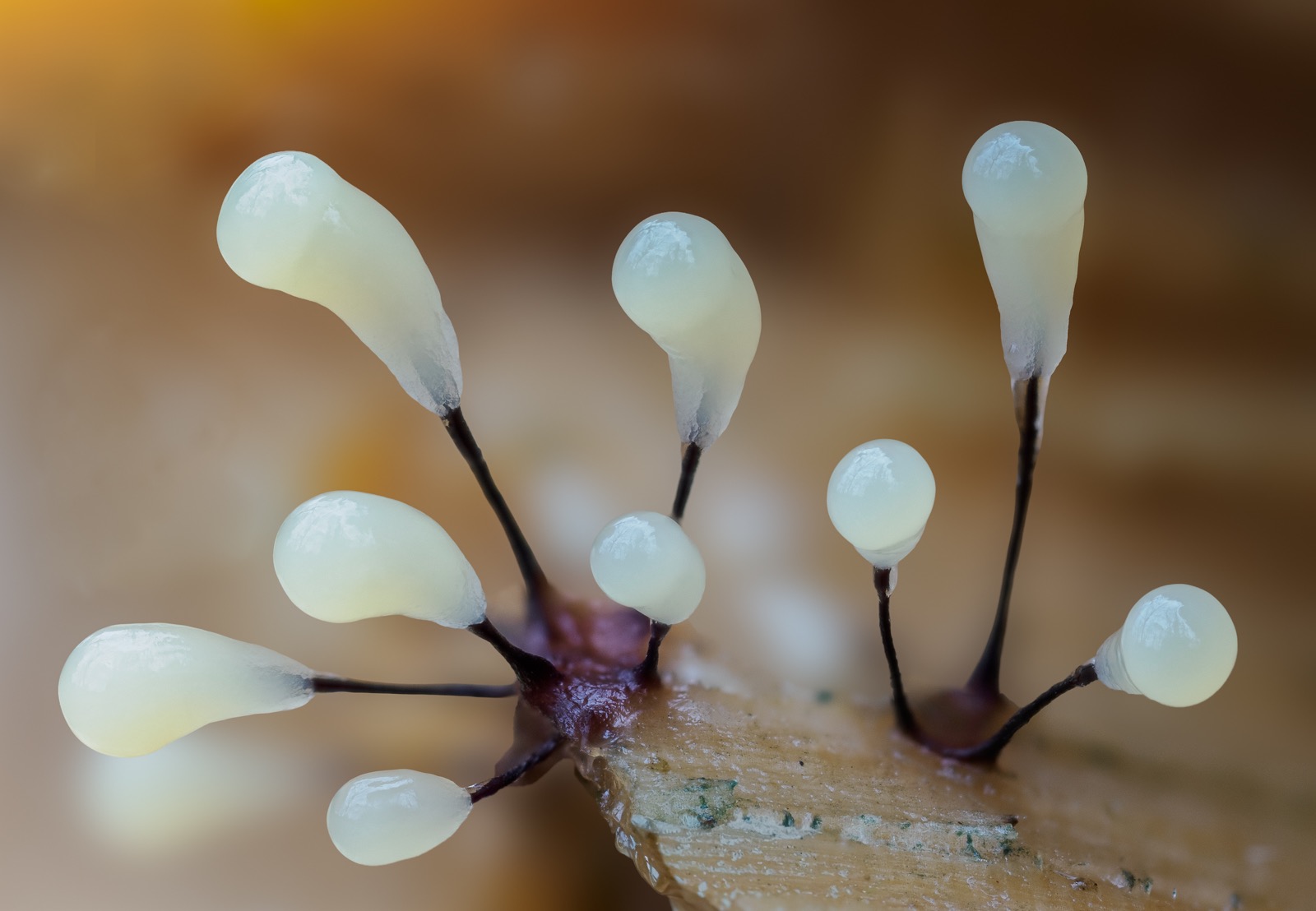 slime mould 2 by Karen Smith slime mould 2