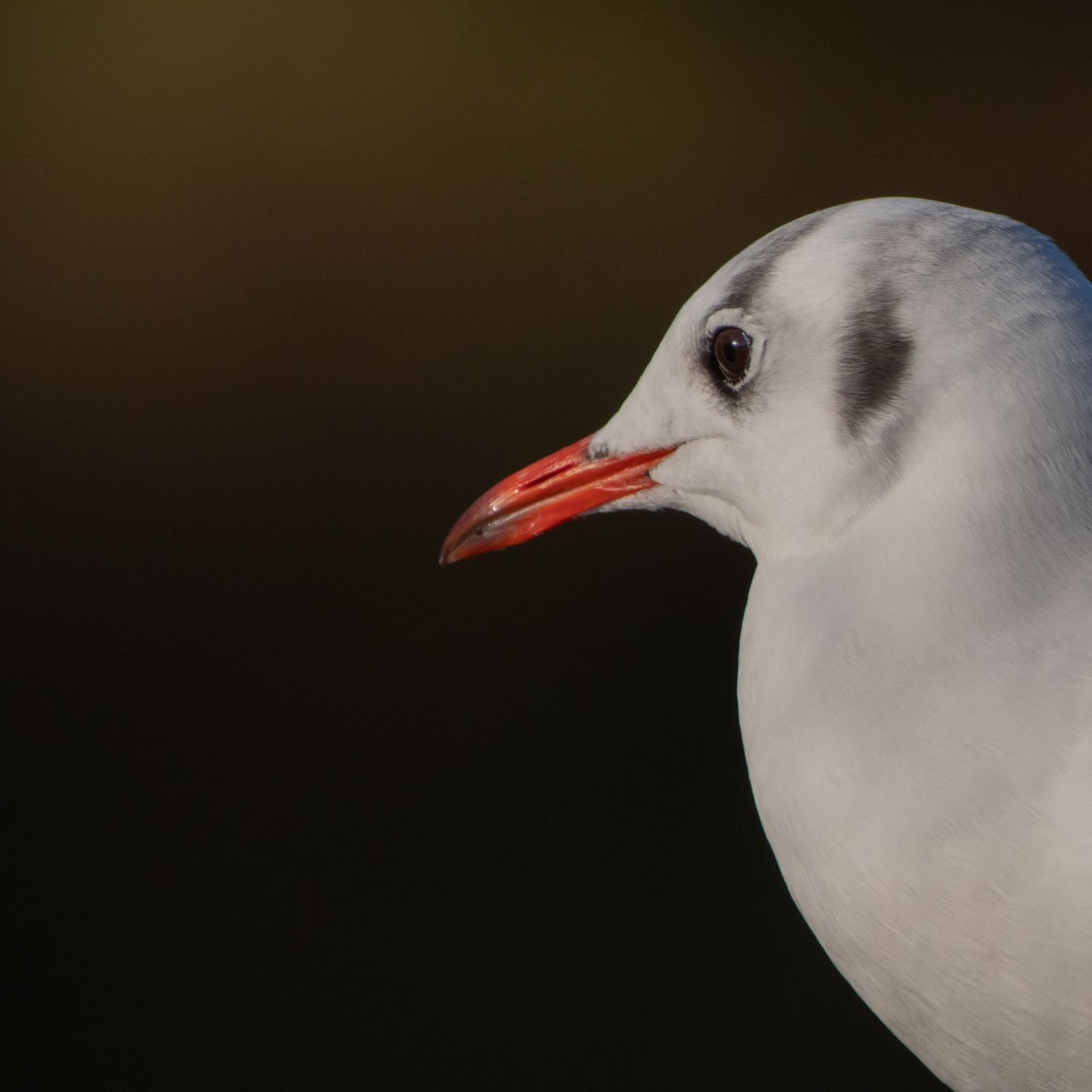 Black-headed Gull by Samuel Lovell Black-headed Gull