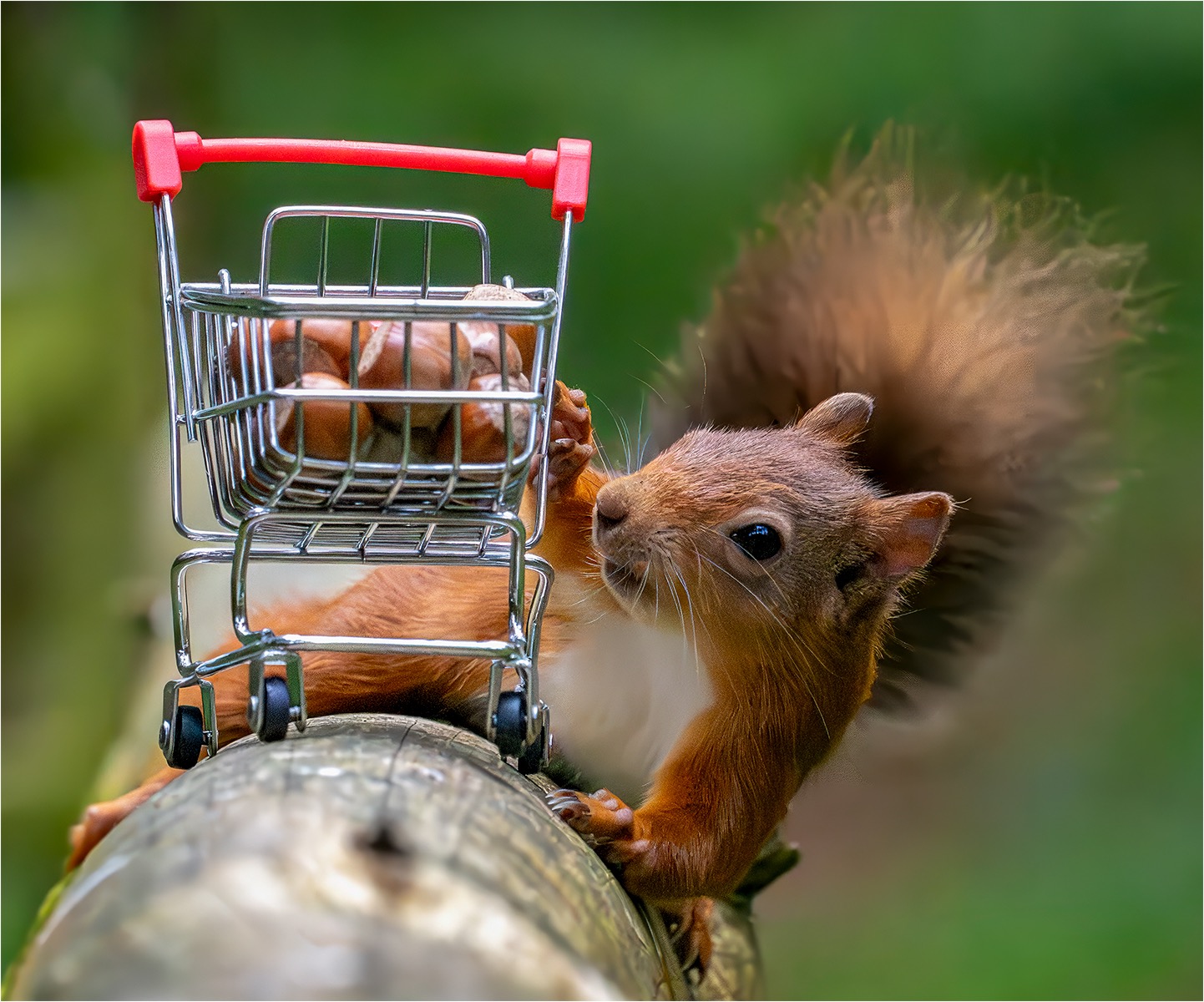 My wheels are wonky by Michelle Howell My wheels are wonky