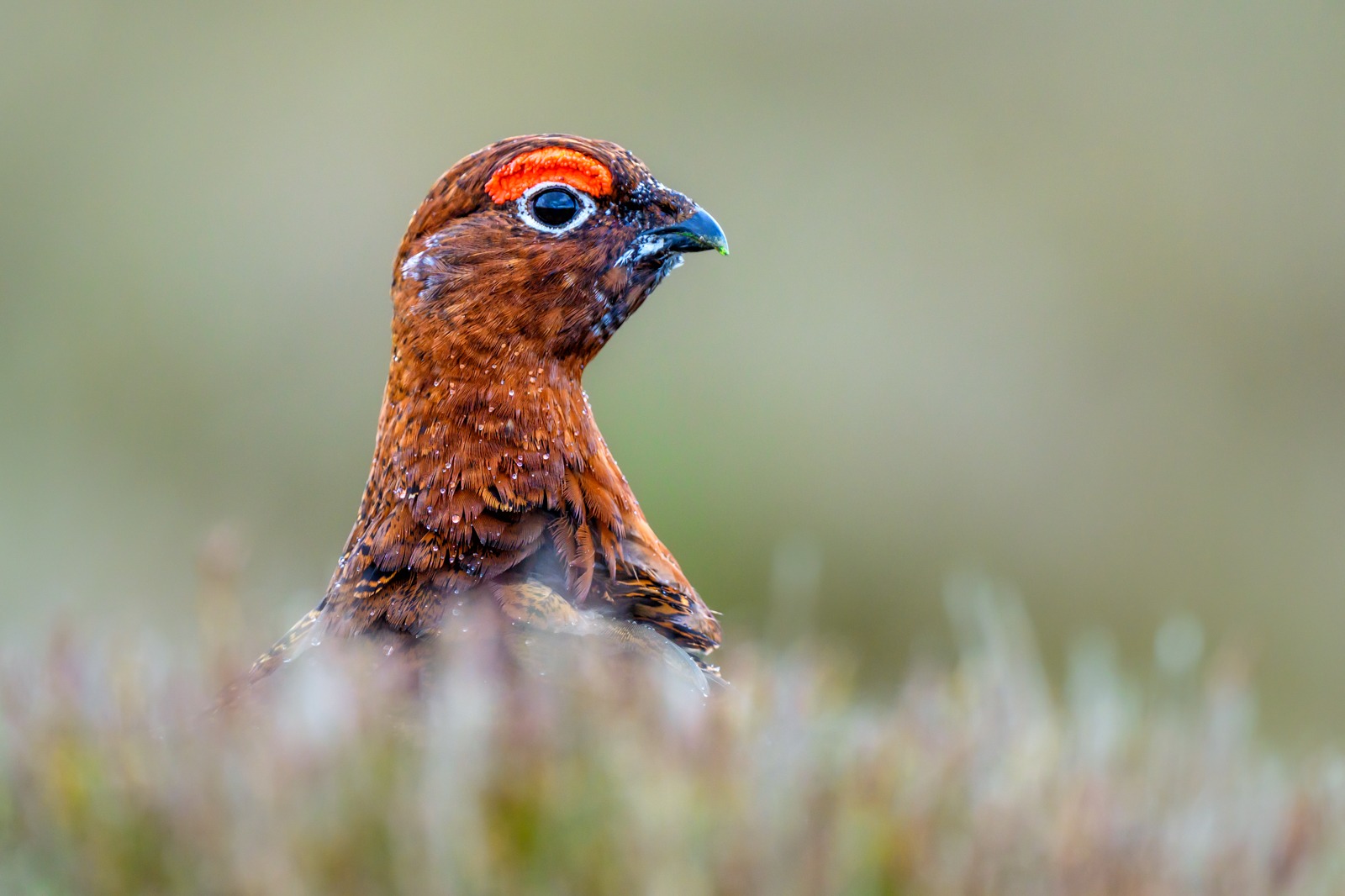 Red Grouse by John Gardner Red Grouse