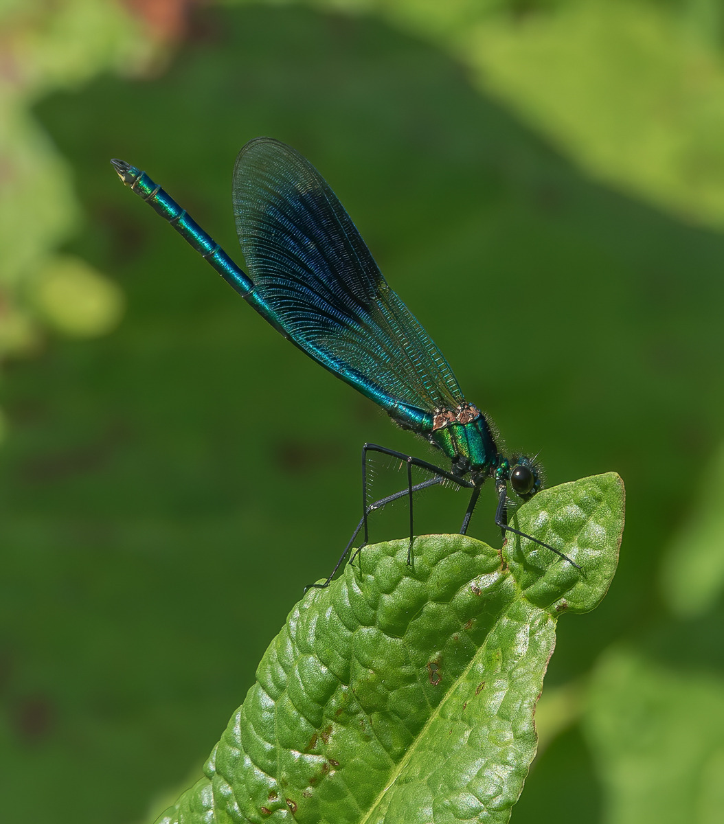 MALE BANDED DEMOISELLE
