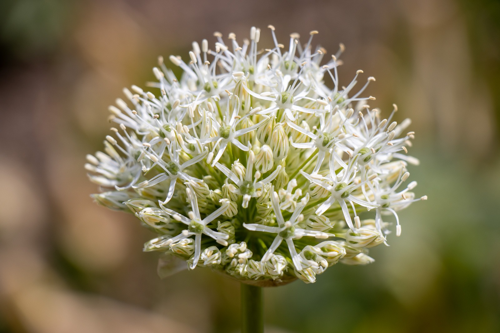 alium