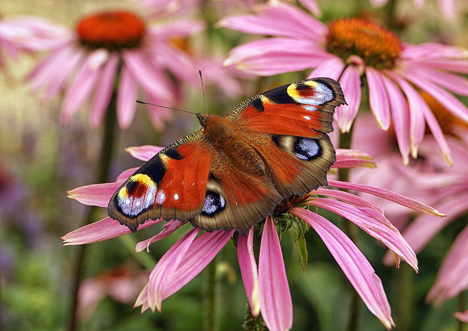 Peacock Butterfly by Derek Gardener Peacock Butterfly