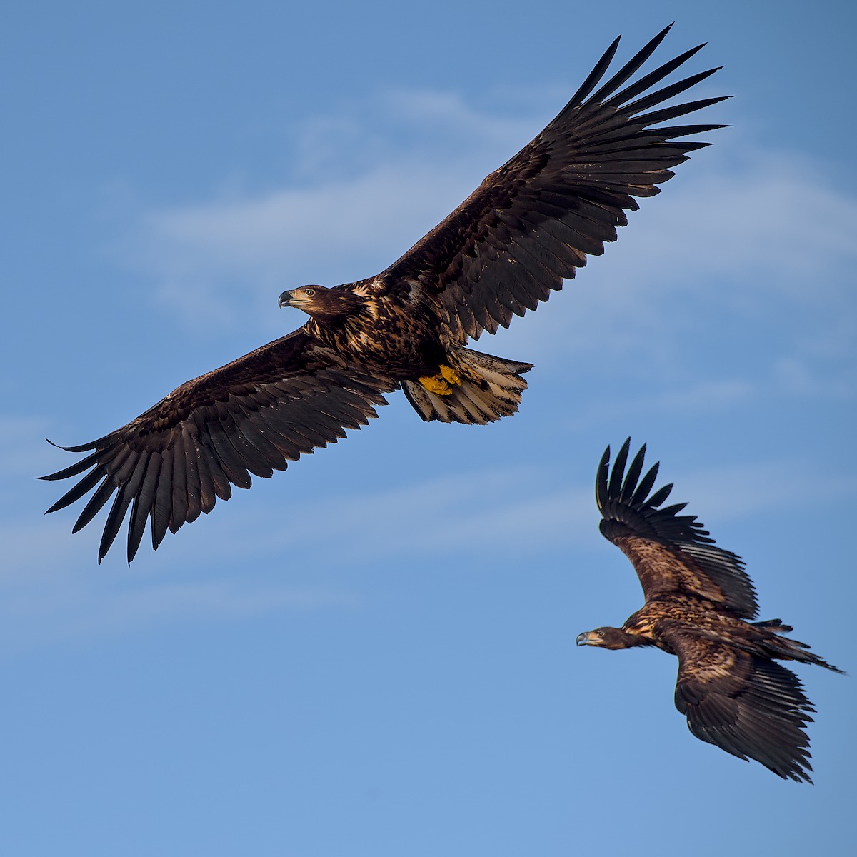 Circling Sea Eagles