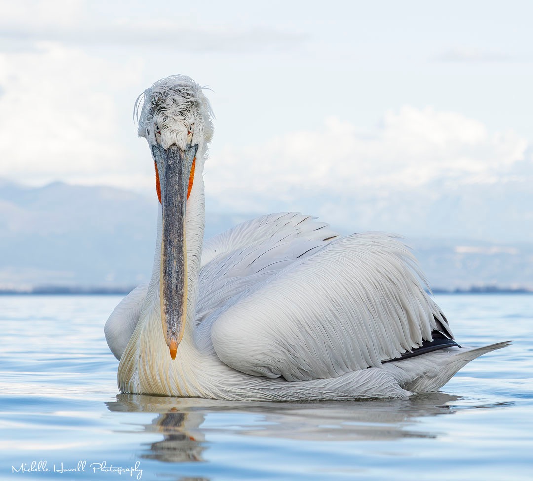 Dalmation pelican