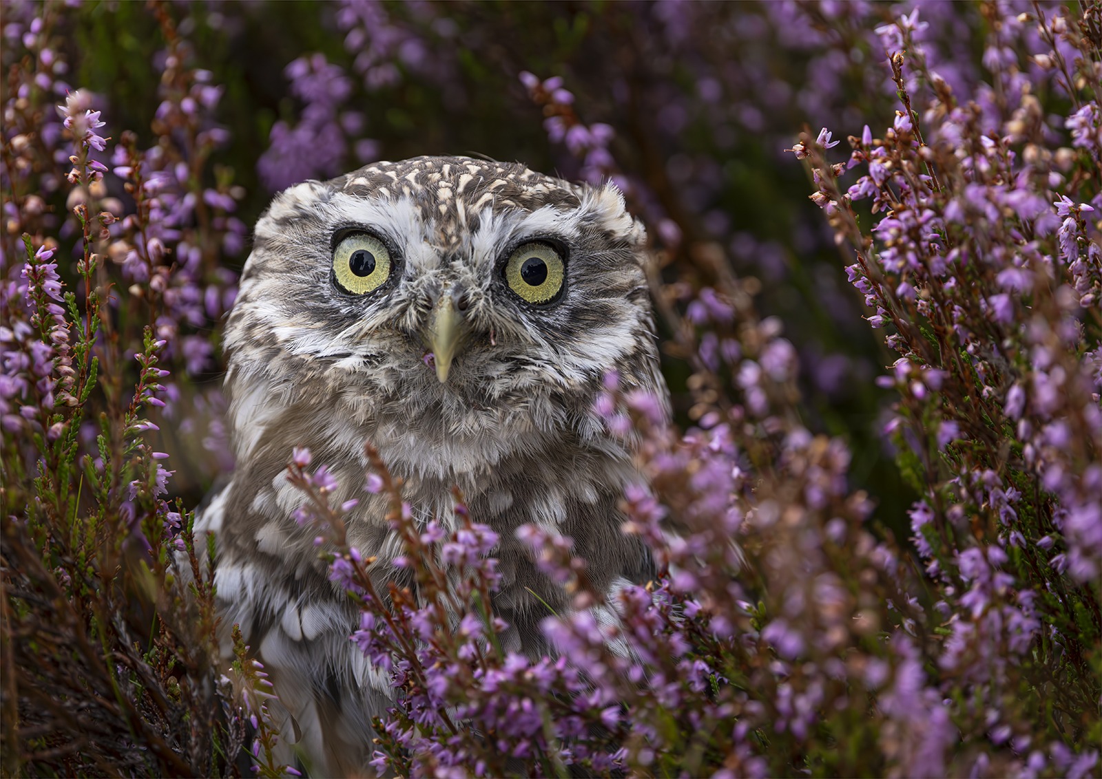 little owl heather by Jeffrey Cummins little owl heather