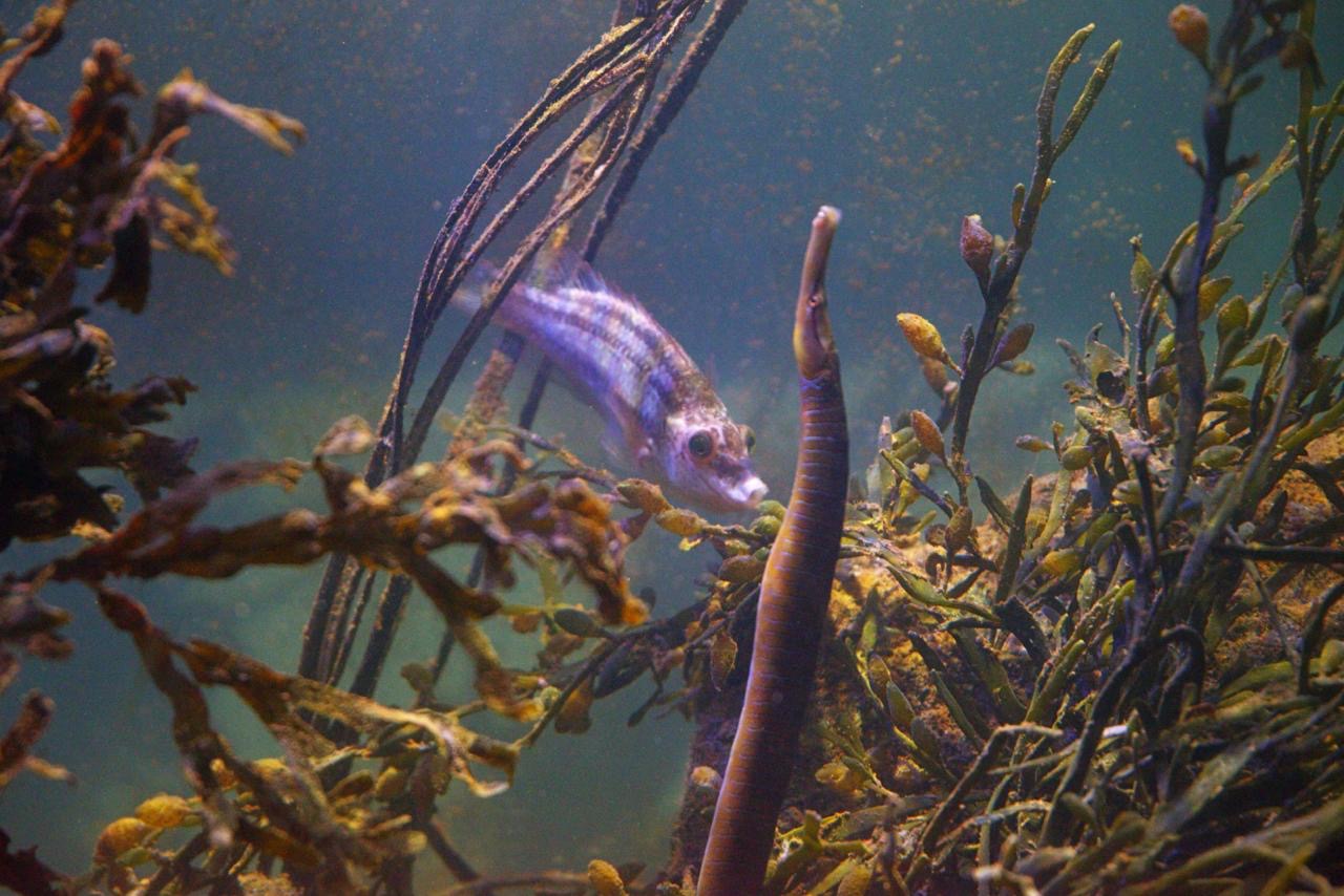 Wrasse and Pipefish by Samuel Lovell Wrasse and Pipefish