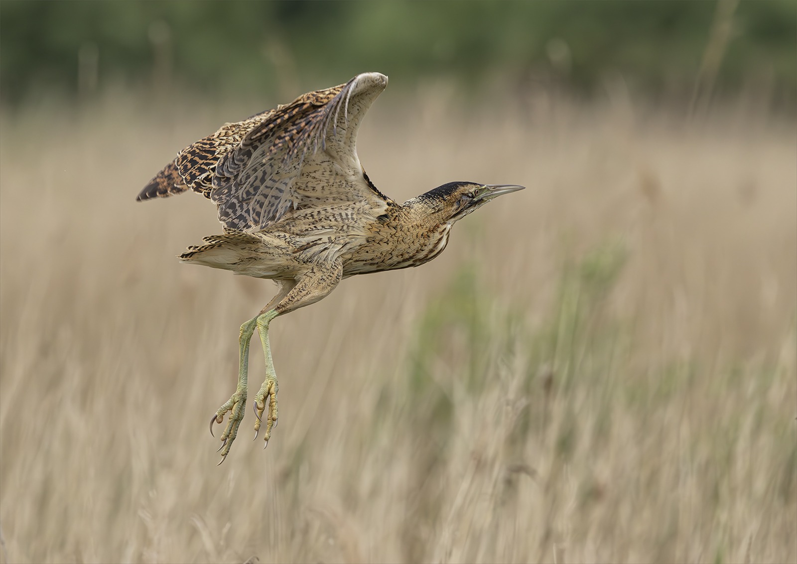 female Bittern
