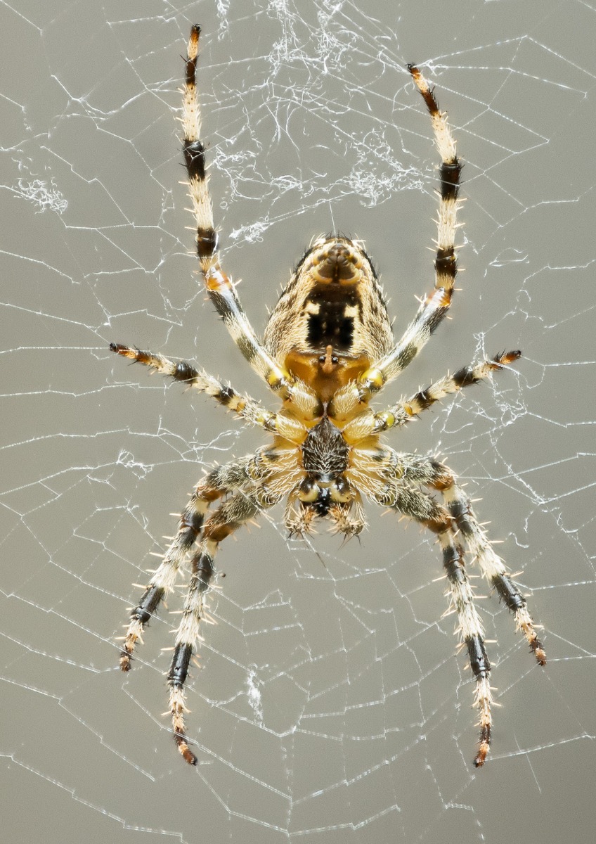 Garden cross spider