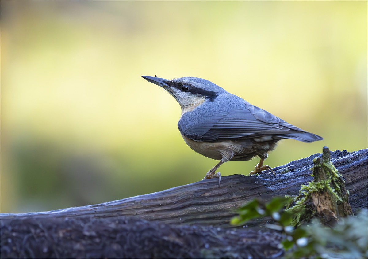 16 nuthatch
