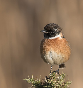 STONECHAT