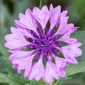 Cornflower
