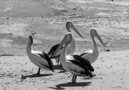 pelican posse