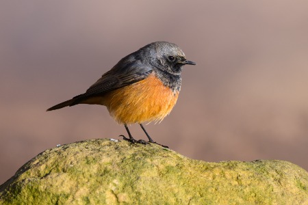 Eastern black redstart