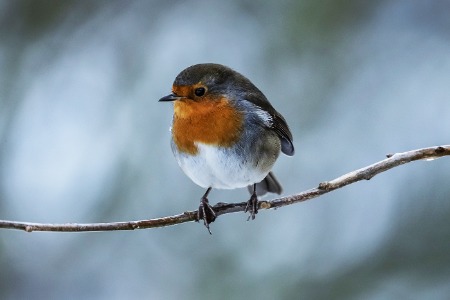 another robin shot [dig]