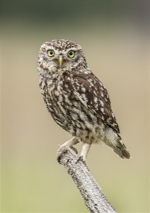 new  little owl