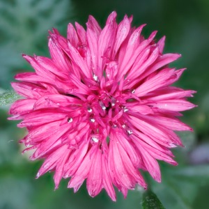 Red boy cornflower